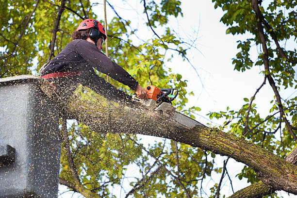 Tree and Shrub Care in Deridder, LA